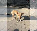 Small #28 Mutt