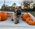 Small #3 Havanese