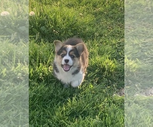 Pembroke Welsh Corgi Puppy for sale in CENTRALIA, IL, USA