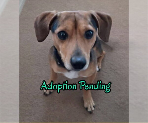 Medium Photo #1 Beagle-Unknown Mix Puppy For Sale in Dunnellon, FL, USA