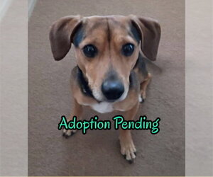 Beagle-Unknown Mix Dogs for adoption in Dunnellon, FL, USA