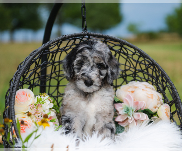 Medium Photo #4 Aussiedoodle Puppy For Sale in STRAFFORD, MO, USA