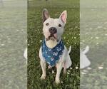 Small #3 American Bulldog Mix