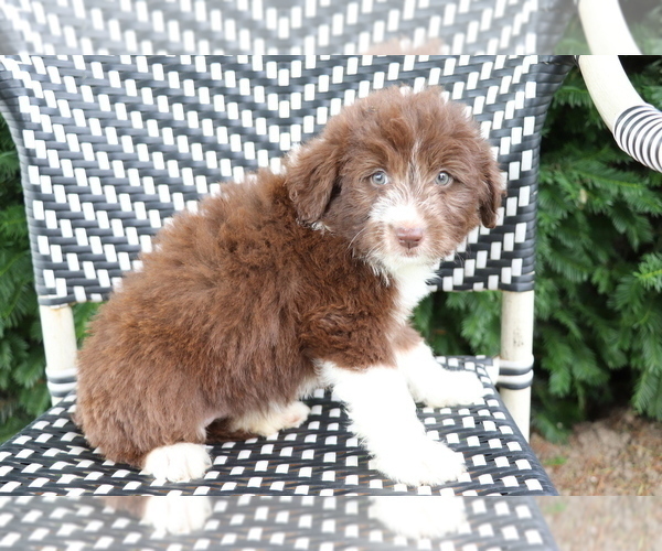 Medium Photo #3 Aussiedoodle Miniature  Puppy For Sale in SHILOH, OH, USA