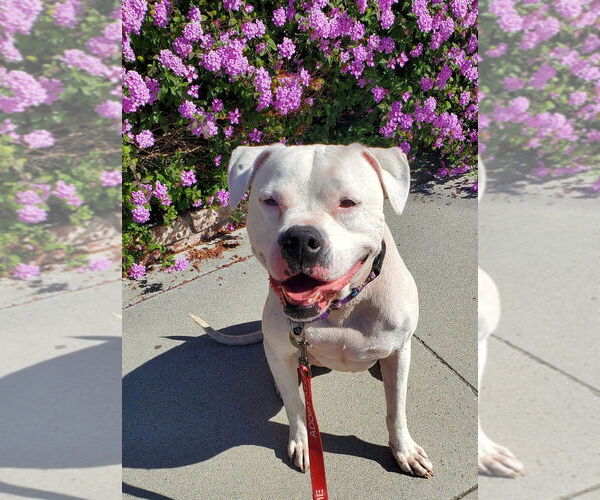 Medium Photo #4 Bulloxer Puppy For Sale in Fresno, CA, USA