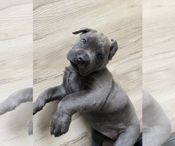 View Ad Cane Corso Puppy for Sale near Florida, OCALA, USA. ADN606376