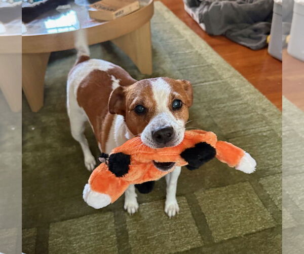 Medium Photo #55 Mutt Puppy For Sale in Philadelphia, PA, USA