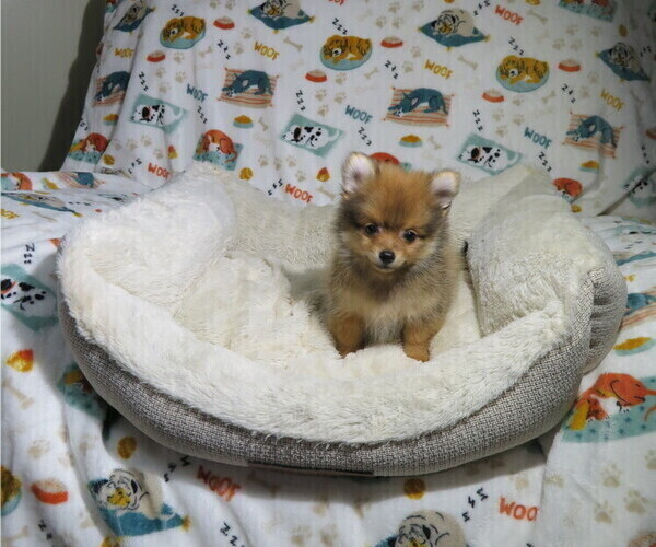 Medium Photo #1 Pomeranian Puppy For Sale in COOKEVILLE, TN, USA