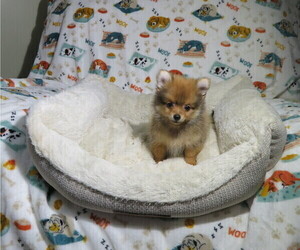 Pomeranian Puppy for Sale in COOKEVILLE, Tennessee USA