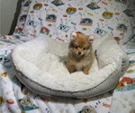 Small Pomeranian