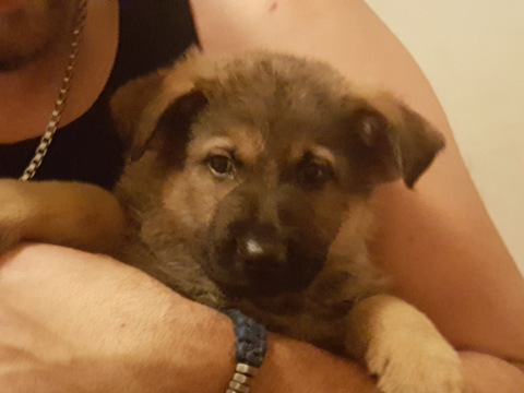 Medium Photo #1 German Shepherd Dog Puppy For Sale in HUNTINGTON, WV, USA