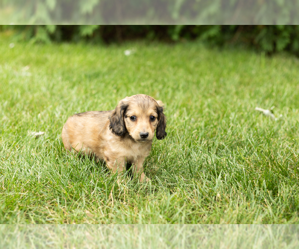Medium Photo #4 Dachshund Puppy For Sale in MILFORD, IN, USA