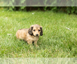 Small #3 Dachshund