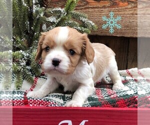 Cavalier King Charles Spaniel Puppy for sale in DRY RUN, PA, USA