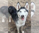 Small Siberian Husky
