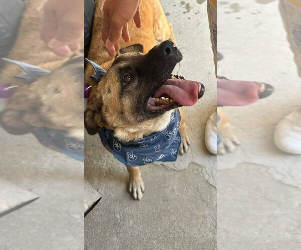 Medium Photo #2 German Shepherd Dog-Unknown Mix Puppy For Sale in Lake Forest, CA, USA