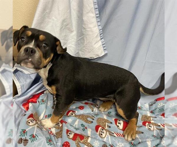 Medium Photo #1 Bulldog-Unknown Mix Puppy For Sale in Modesto, CA, USA