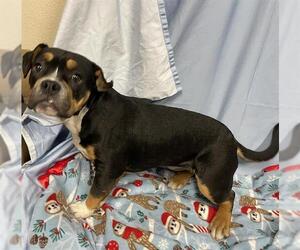 Bulldog-Unknown Mix Dogs for adoption in Modesto, CA, USA