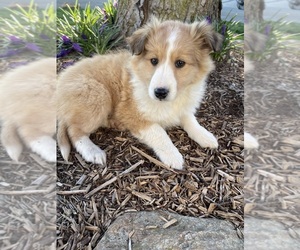 Shetland Sheepdog Puppy for sale in HONEY BROOK, PA, USA