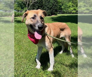 Mutt Dogs for adoption in Warrenton, VA, USA