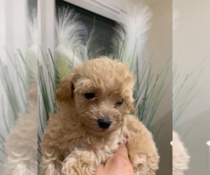 Maltipoo Puppy for sale in EVANSVILLE, IN, USA