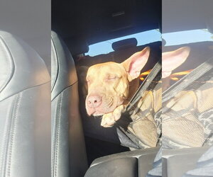 Dodger Lizman - Male Carolina Dog-Pharaoh Hound Mix Dog for Adoption - Photo #17