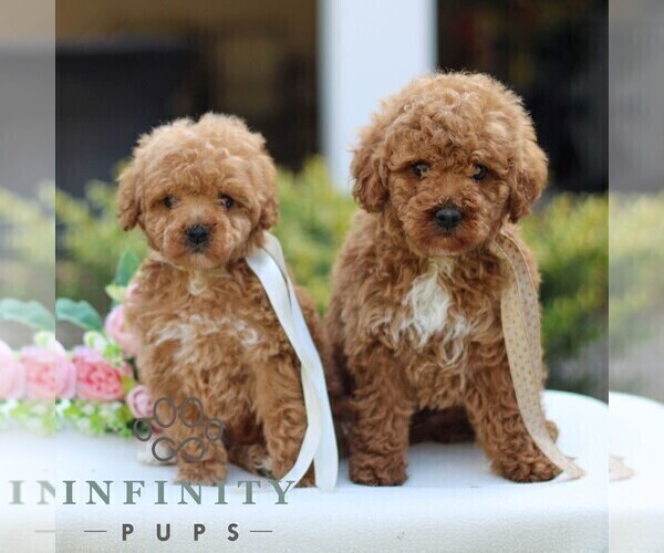 Medium Photo #2 Goldendoodle (Miniature) Puppy For Sale in NEWMANSTOWN, PA, USA