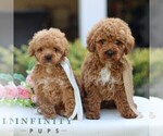 Small #1 Goldendoodle (Miniature)