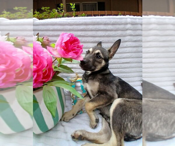 Medium Photo #1 German Shepherd Dog-Unknown Mix Puppy For Sale in Oak Bluffs, MA, USA