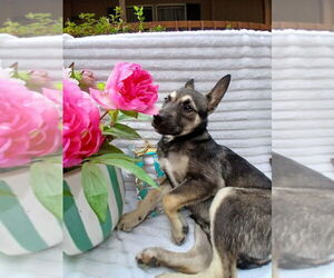 German Shepherd Dog-Unknown Mix Dogs for adoption in Oak Bluffs, MA, USA