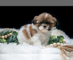 Small #1 Shih Tzu