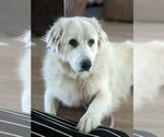 Small Photo #8 Great Pyrenees Puppy For Sale in Garland, TX, USA
