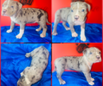 Puppy Puppy 2 American Bully