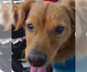 Chihuahua Dogs for adoption in Tracy, CA, USA