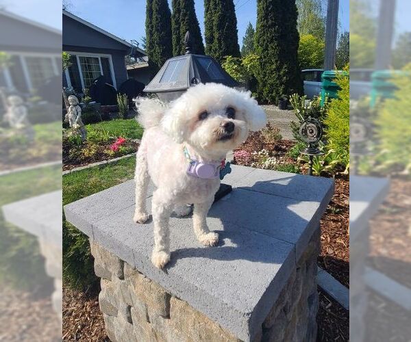 Medium Photo #5 Bichon Frise Puppy For Sale in Seattle, WA, USA