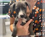 Moxley - Male Labrador Retriever-Unknown Mix Dog for Adoption - Small photo