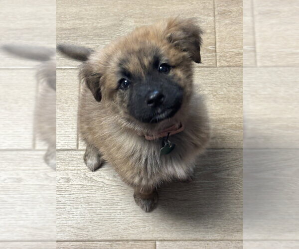 Medium Photo #1 Mutt Puppy For Sale in Springdale, PA, USA
