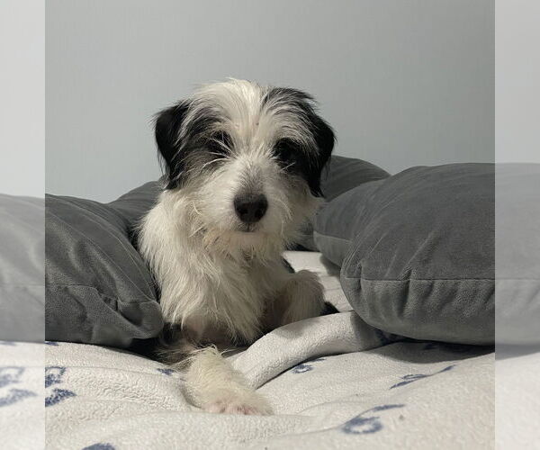 Medium Photo #4 Mutt Puppy For Sale in Mundelein, IL, USA