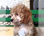 Small Photo #4 Cocker Spaniel-Poodle (Miniature) Mix Puppy For Sale in CADIZ, KY, USA