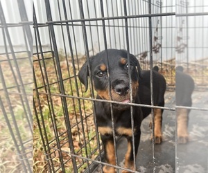 Rottweiler Puppy for sale in SAN ANTONIO, TX, USA