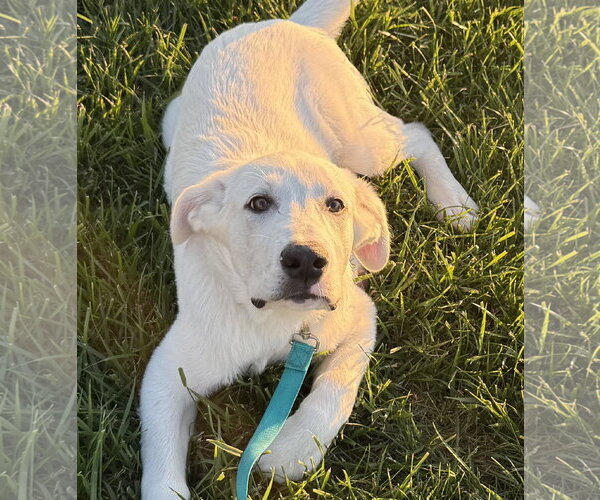 Medium Photo #2 Anatolian Pyrenees Puppy For Sale in Overland Park, KS, USA