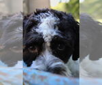 Small #4 Shih-Poo
