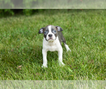 Small #6 Boston Terrier