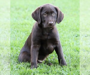 Labrador Retriever Puppy for sale in FREDERICKSBG, OH, USA