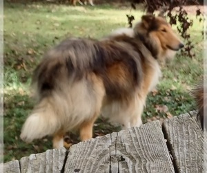 Collie Puppy for sale in CHARLOTTE, NC, USA