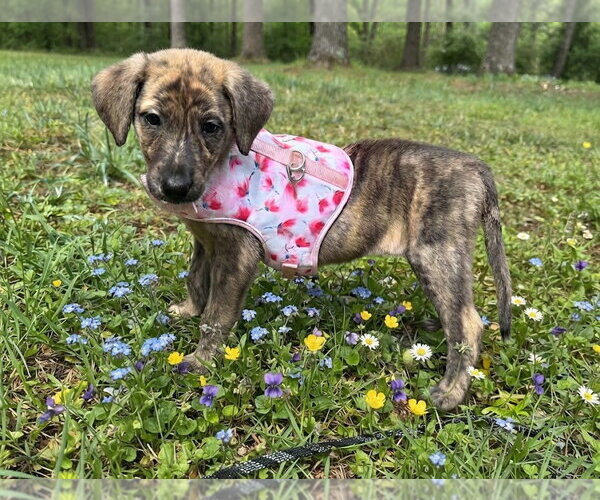 Medium Photo #4 German Shepherd Dog-Plott Hound Mix Puppy For Sale in Cary, NC, USA