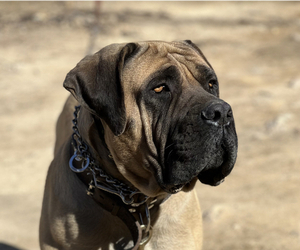 Father of the Boerboel puppies born on 02/10/2023