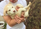 Puppy 1 Siberian Husky-Staffordshire Bull Terrier Mix