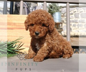 Goldendoodle (Miniature) Puppy for sale in EPHRATA, PA, USA