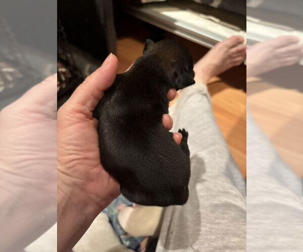 Medium Photo #3 Boxer Puppy For Sale in Austin, TX, USA